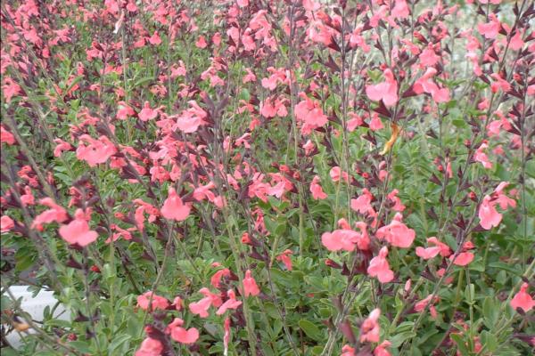 salvia jamensis la siesta