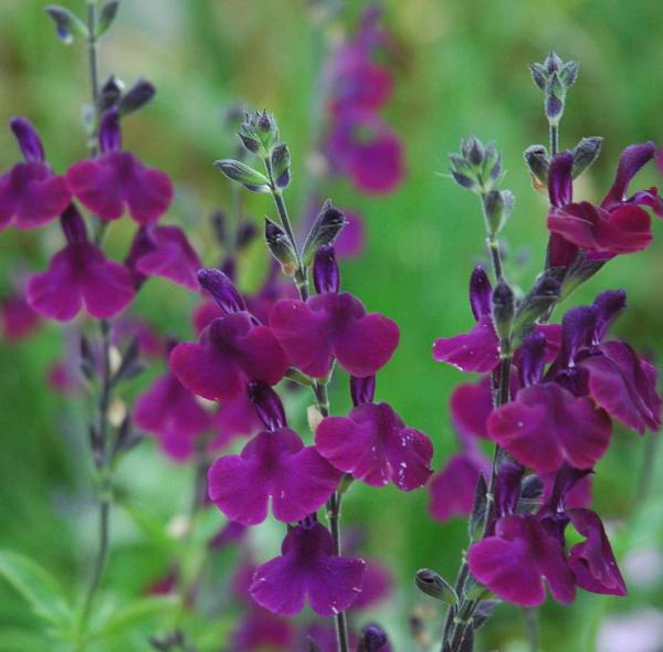 salvia jamensis nachtvlinder 