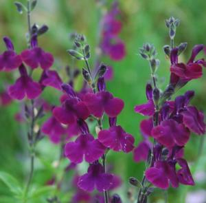 salvia jamensis nachtvlinder 