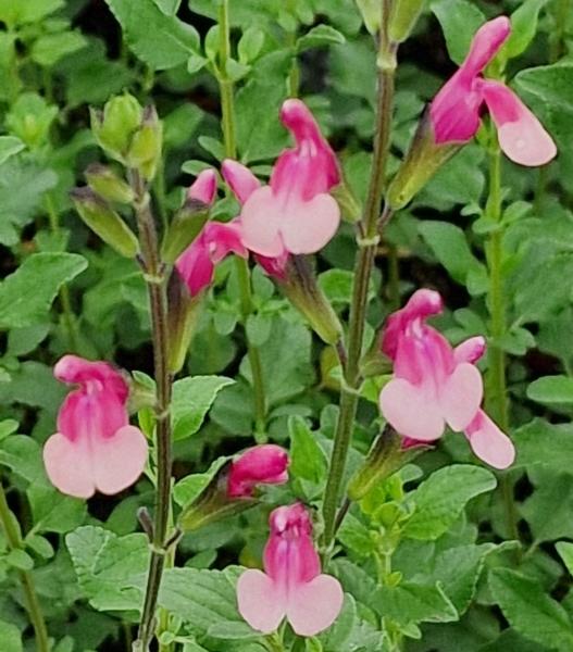 salvia jamensis shell dancer    