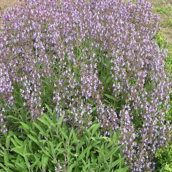 salvia lavandulifolia