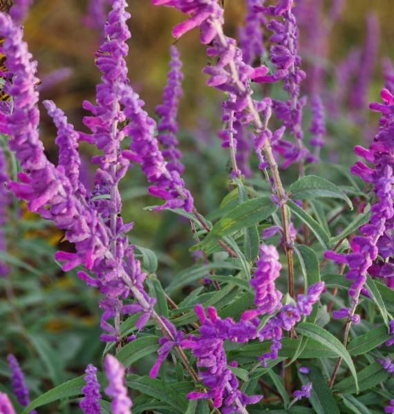 salvia leucantha purple velvet  