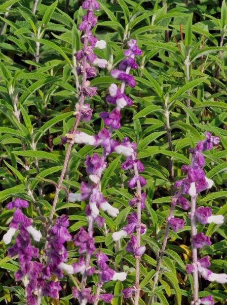 salvia leucantha