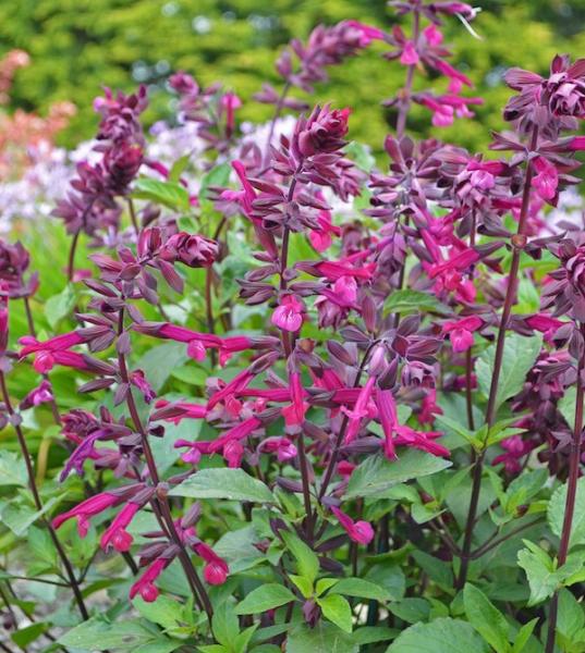 salvia love and wishes 