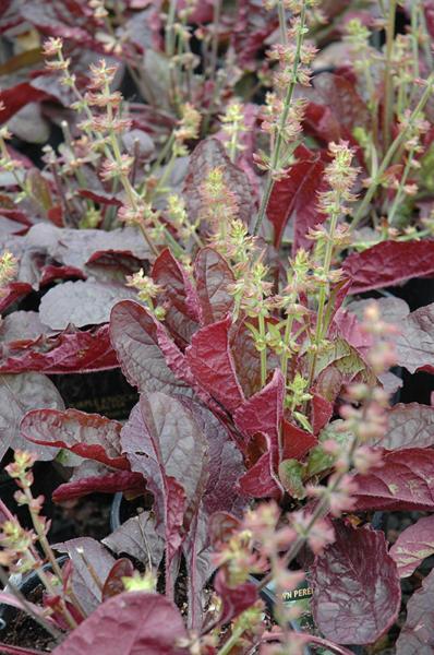 salvia lyrata purple knockout