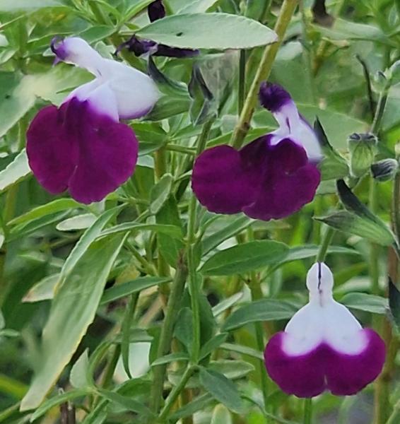 salvia microphylla amethyst lips