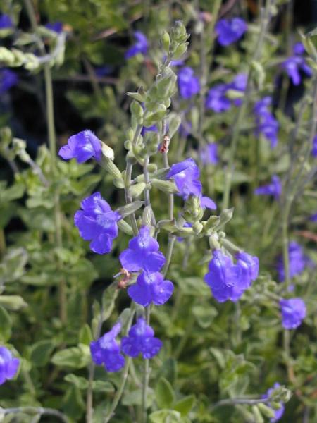 salvia microphylla blue monrovia