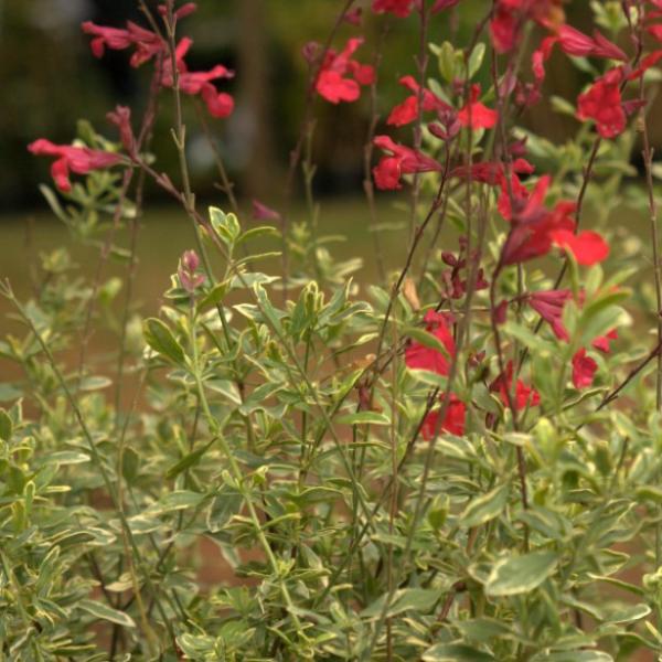 salvia microphylla caramba