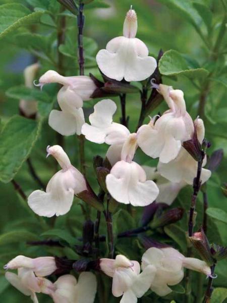 salvia microphylla gletsjer