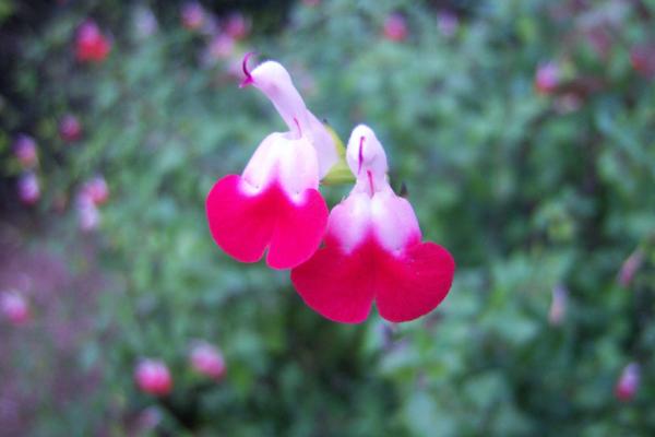 salvia microphylla hot lips