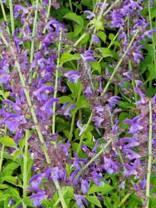 salvia miltiorrhiza