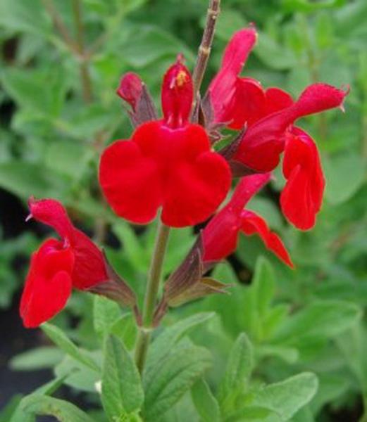 salvia microphylla maraschino