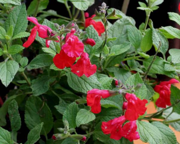 salvia microphylla royal bumble