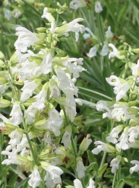 salvia officinalis albiflora