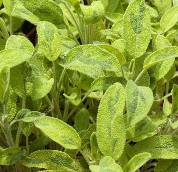 salvia officinalis jecterina