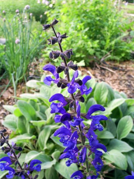 salvia praten. twilight serenade