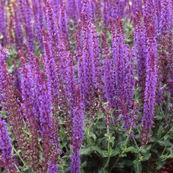 salvia superba blaukonigin