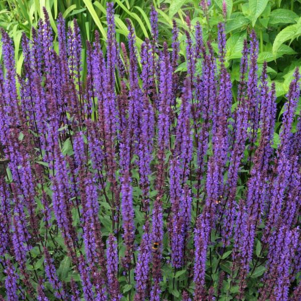 salvia superba caradonna 