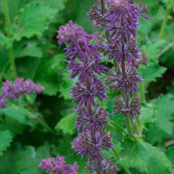 salvia verticillata