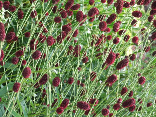 sanguisorba officinalis 