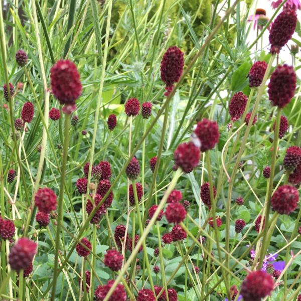 sanguisorba officinalis tanna   