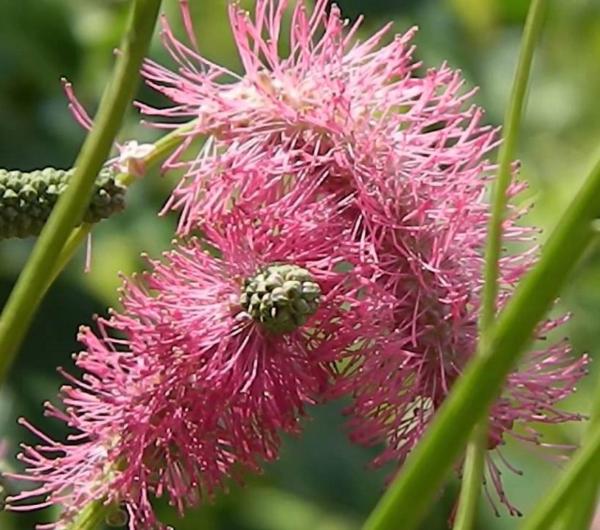 sanguisorba pink brushes