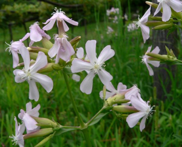 saponaria officinalis