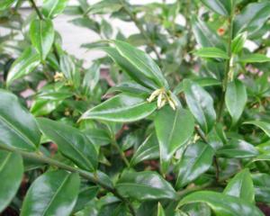 sarcococca ruscifolia