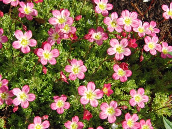 saxifraga arendsii purpurteppich