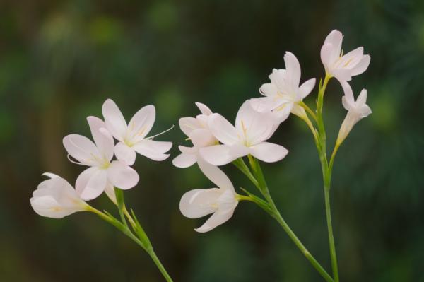 schizostylis coccinea alba