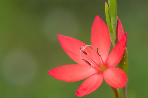 schizostylis coccinea major