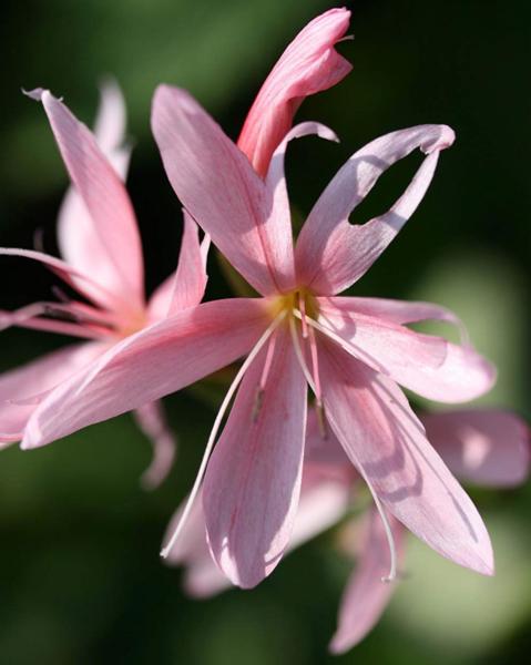 schizostylis viscountess byng