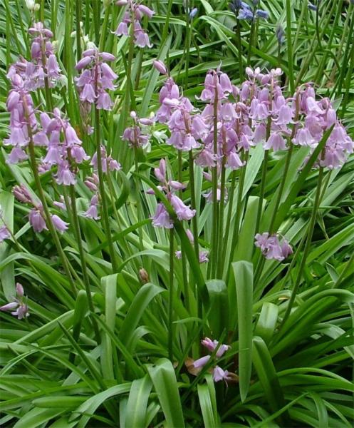 scilla hyacinthoides