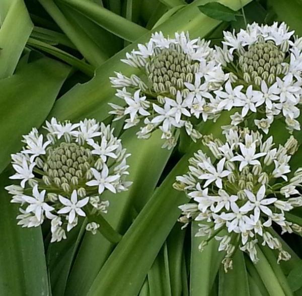 scilla peruviana alba