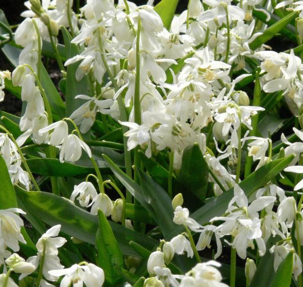scilla siberica alba