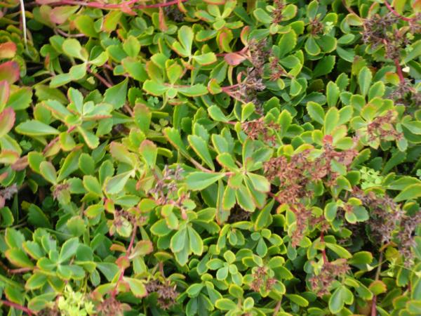 sedum kamtschaticum