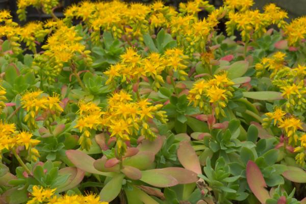sedum palmeri 