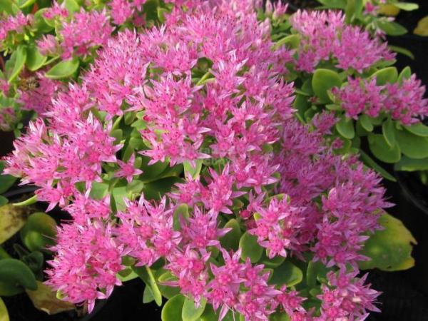 sedum spectabile carmen