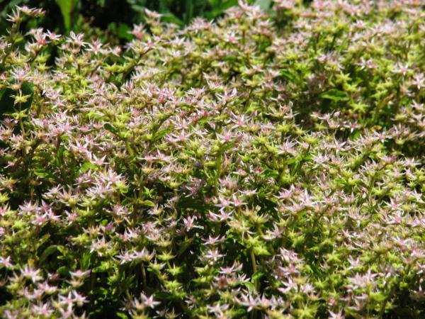 sedum stoloniferum