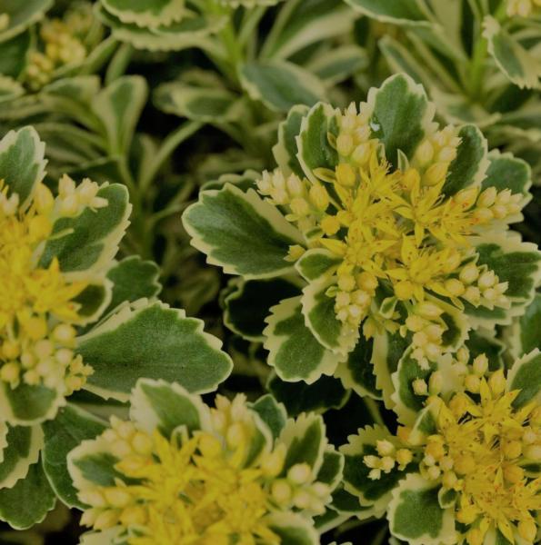 sedum takesimense atlantis