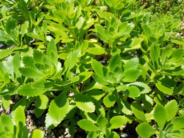 sedum takesimense