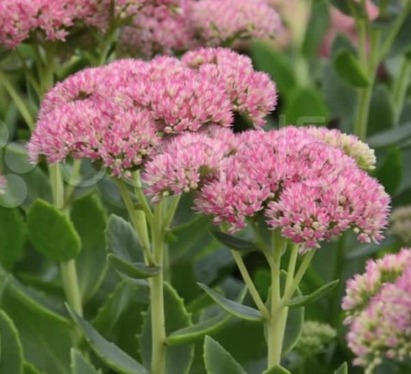 sedum telephium herbsfreude