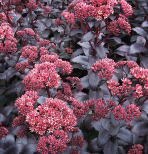 sedum telephium purple emperor