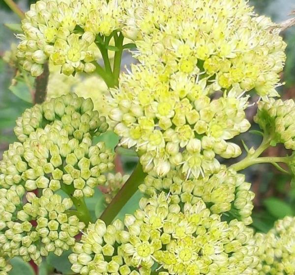 sedum telephium sunkissed