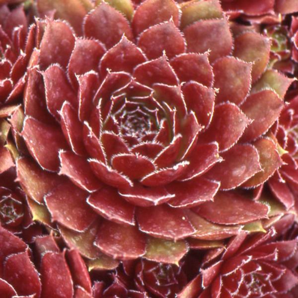 sempervivum rubin