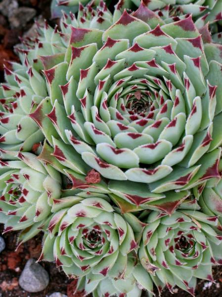 sempervivum smaragd