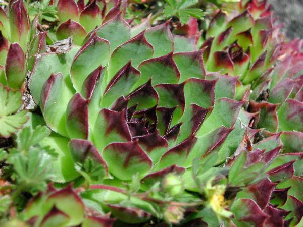 sempervivum tectorum