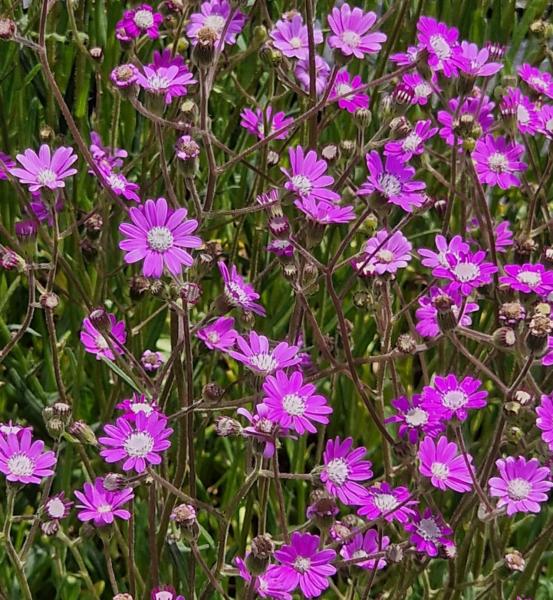 senecio polyodon