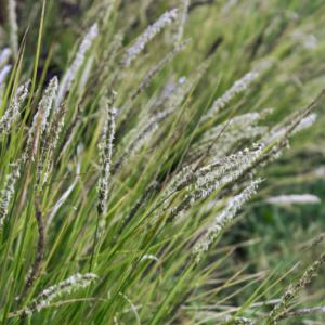 sesleria argentea autunnalis    