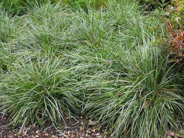 sesleria caerulea